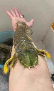 jumbo Mantis Shrimp Live Seafood Shipped with Oxygen Packs photo review